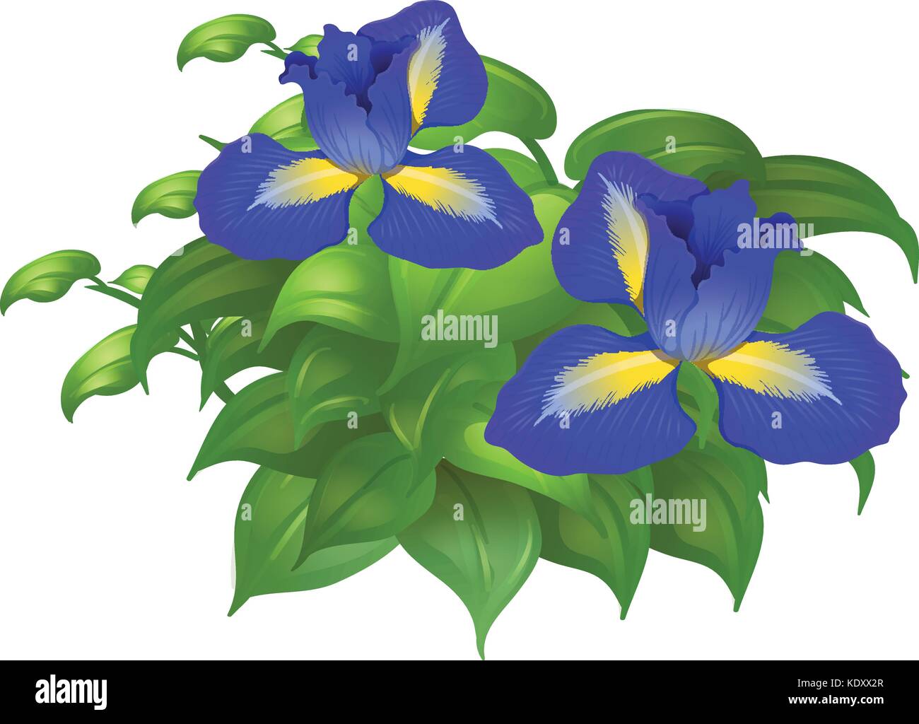 Blue flowers and green leaves illustration Stock Vector Image & Art - Alamy