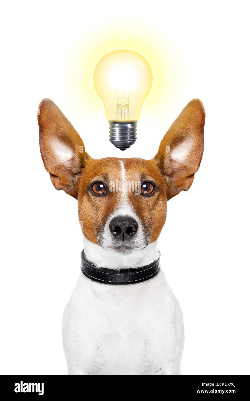 Dog having  great ideas showing a glowing lightbulb Stock Photo