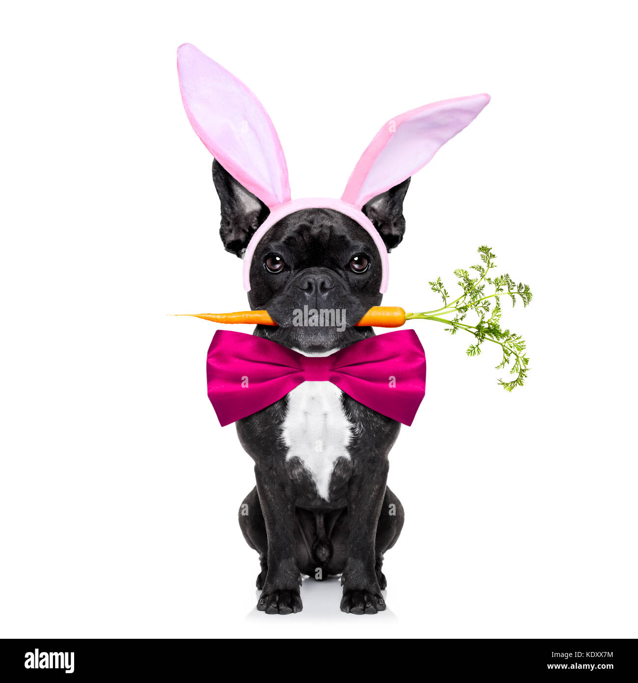 dog bunny ears
