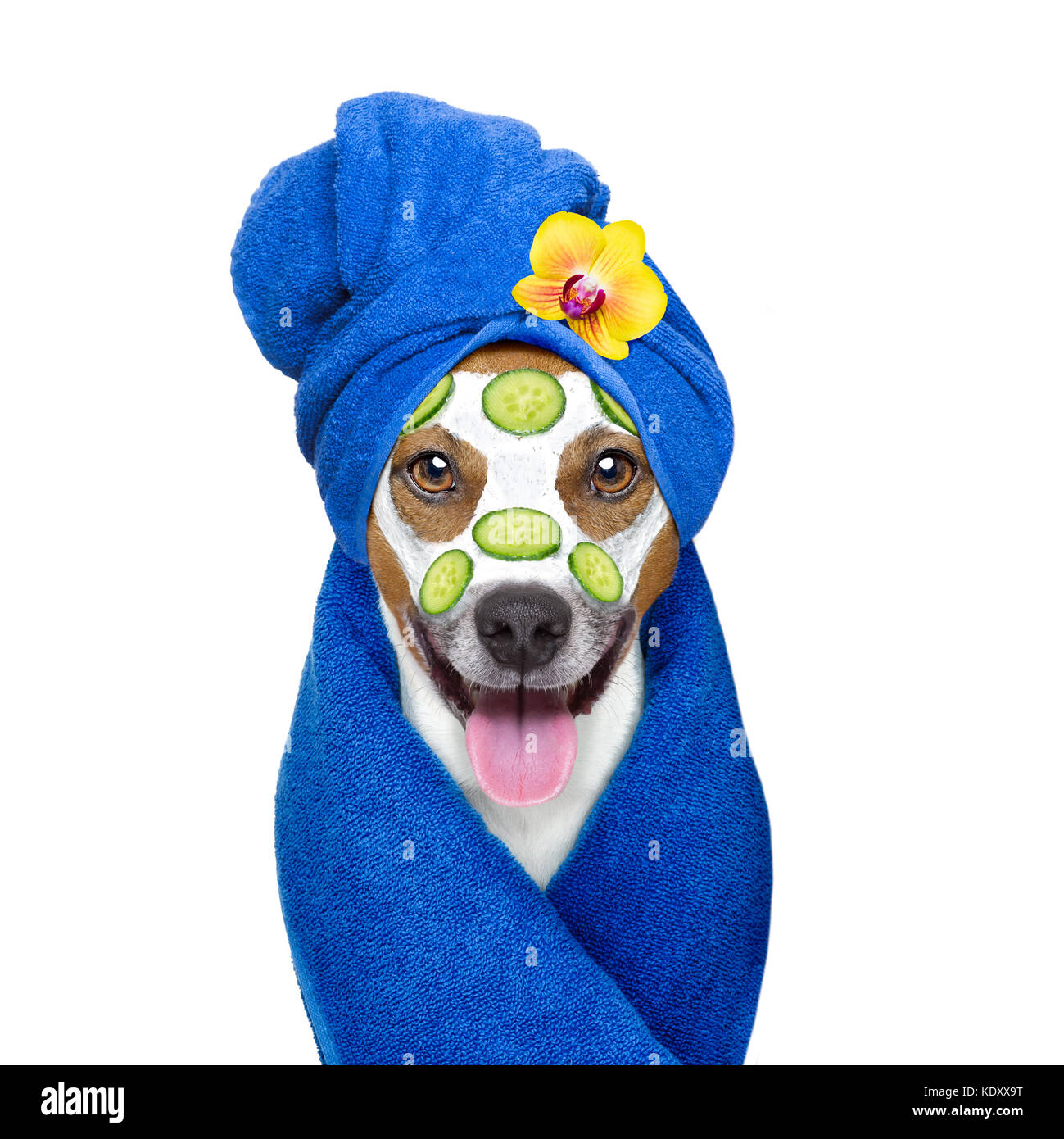 jack russell dog relaxing with beauty mask in spa wellness center ,  moisturizing cream mask and cucumber , isolated on white background Stock  Photo - Alamy
