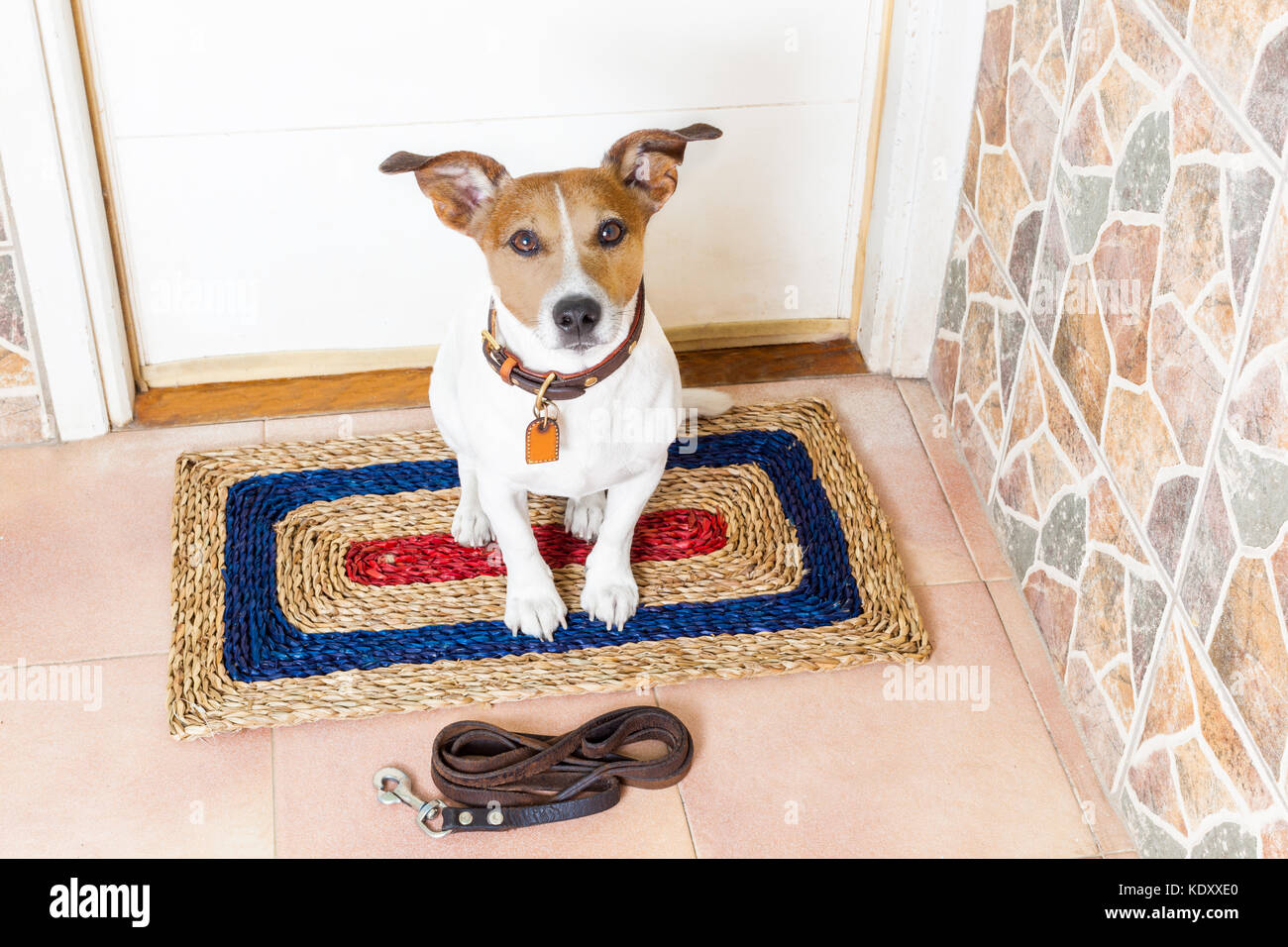 jack russell dog waiting for owner to play and go for a walk with leash
