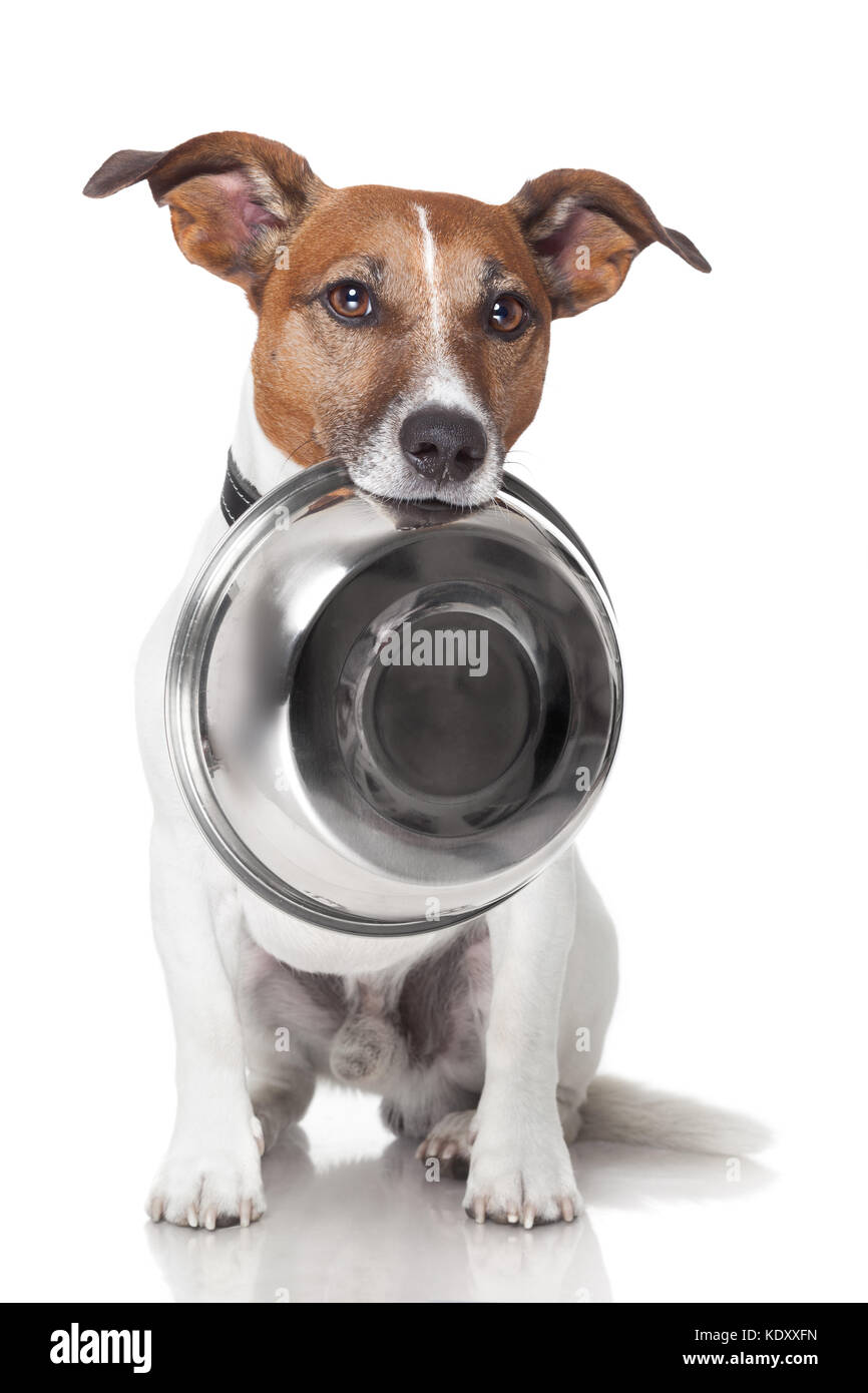 hungry dog food bowl mouth Stock Photo Alamy