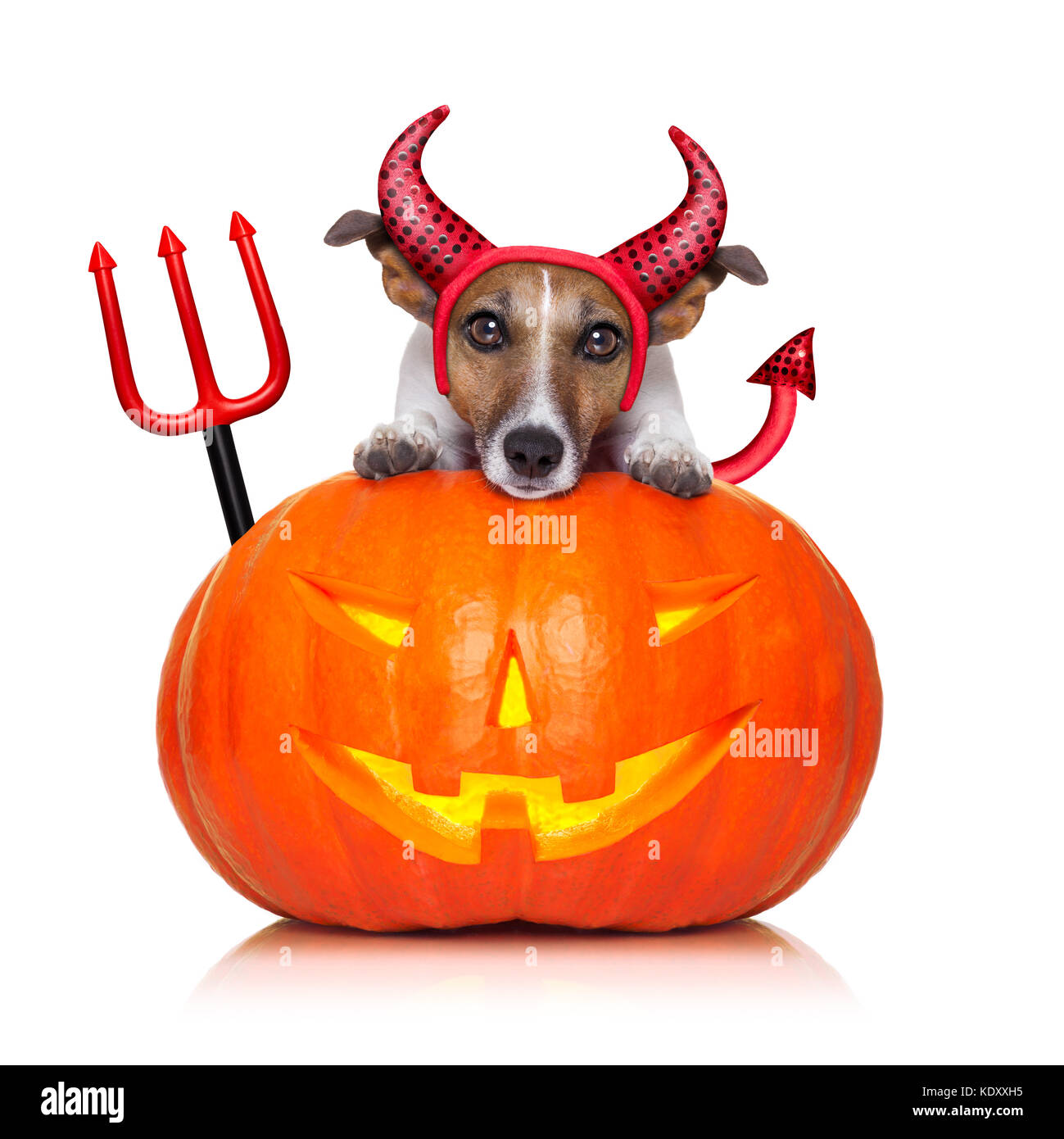 halloween witch jack russell dog on a big pumpkin, isolated on white ...