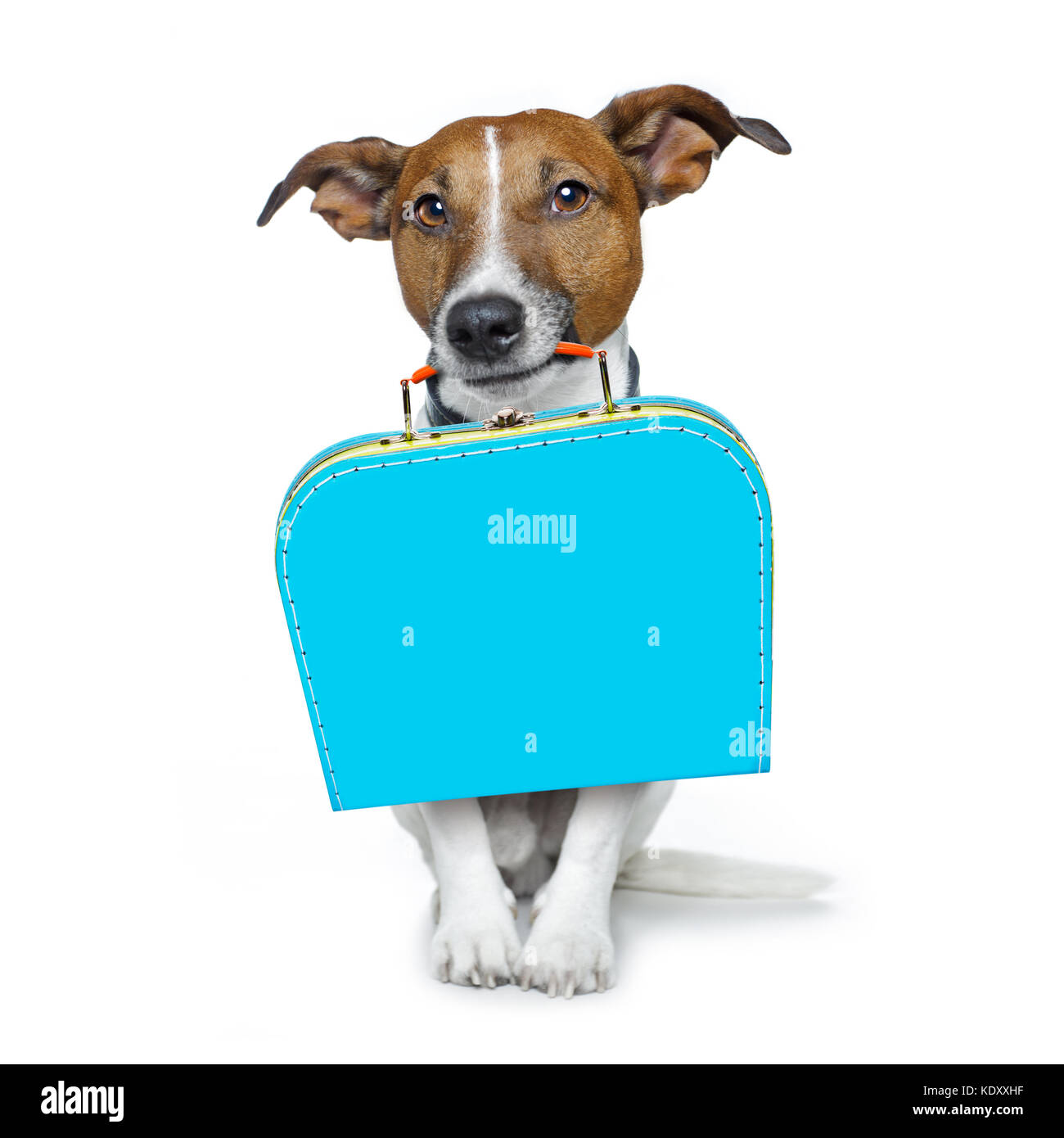 Can You Leave A Jack Russell Alone