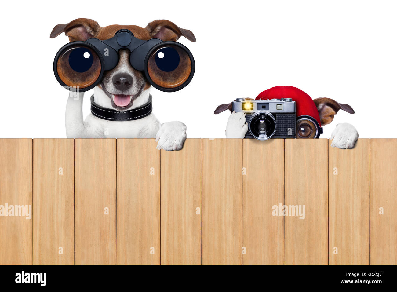 father and son dogs spying behind wood fence with camera and binoculars Stock Photo