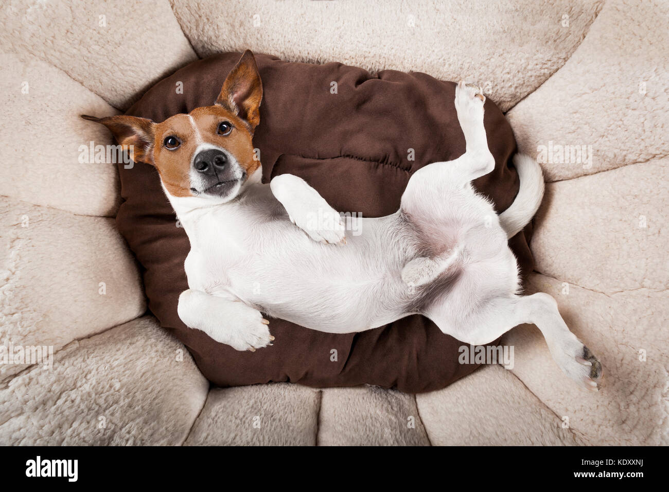 Jack russell cheap sleeping