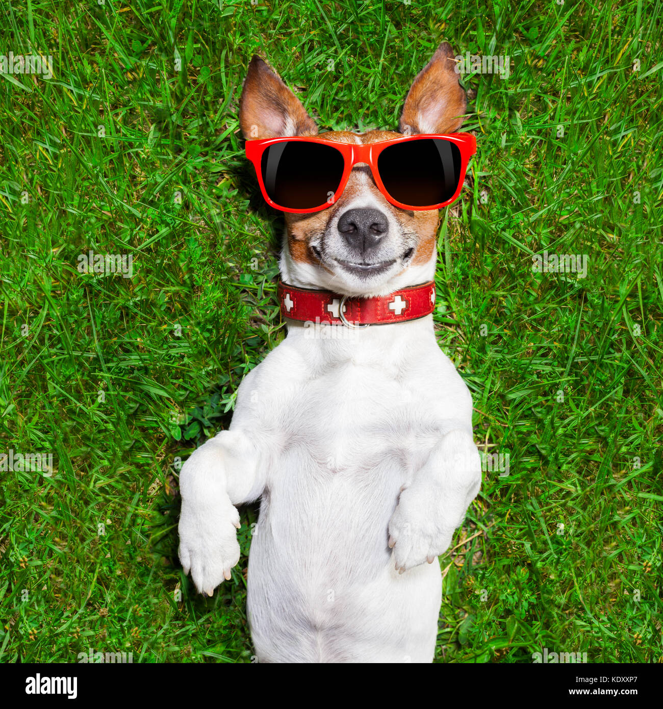 super funny face dog lying on back on green grass looking crazy Stock Photo - Alamy super funny face dog lying on back on green grass looking crazy Stock Photo - Alamy