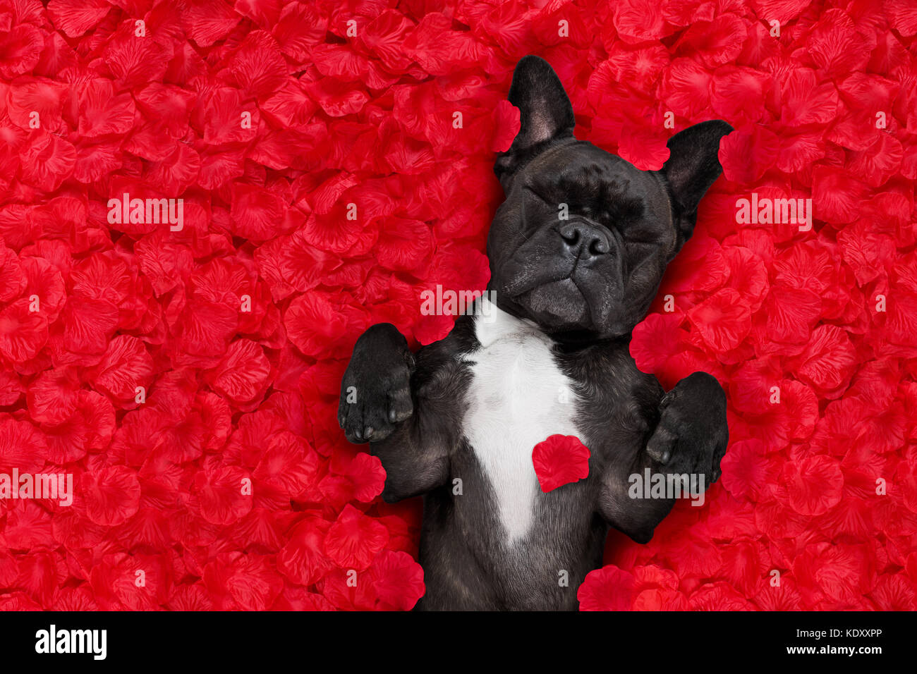french bulldog dog lying in bed full of red rose flower petals as ...