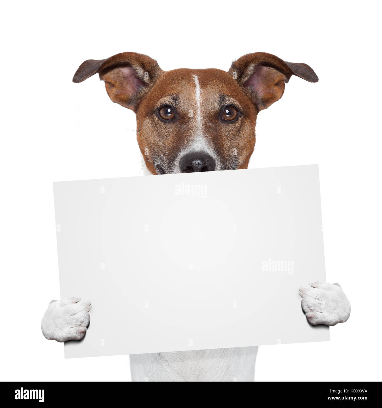 placeholder banner dog Stock Photo