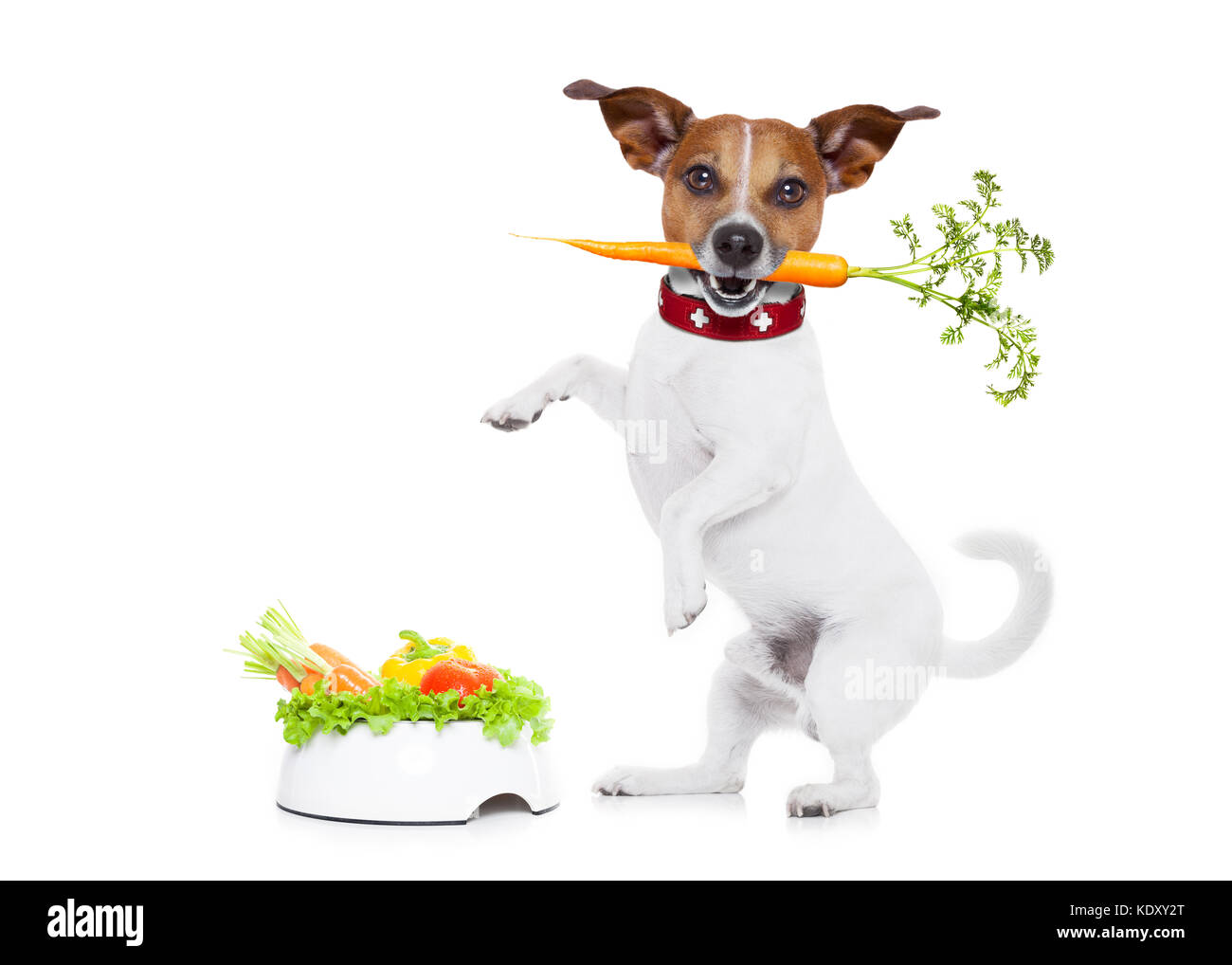jack russell dog with healthy vegan food bowl, isolated on white