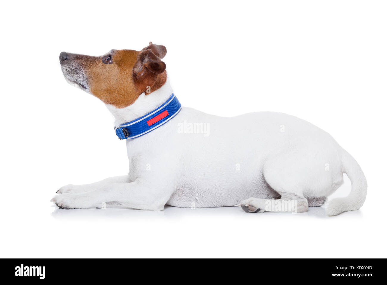 Picture of bad behavior dog being punished by owner looking up , isolated on white ...