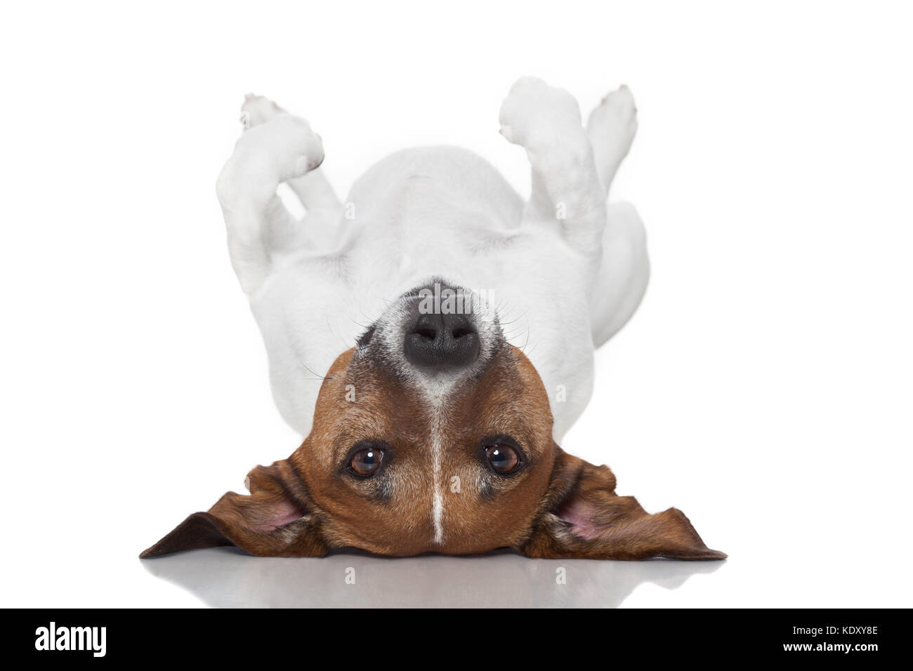dog laying upside down on back Stock Photo Alamy