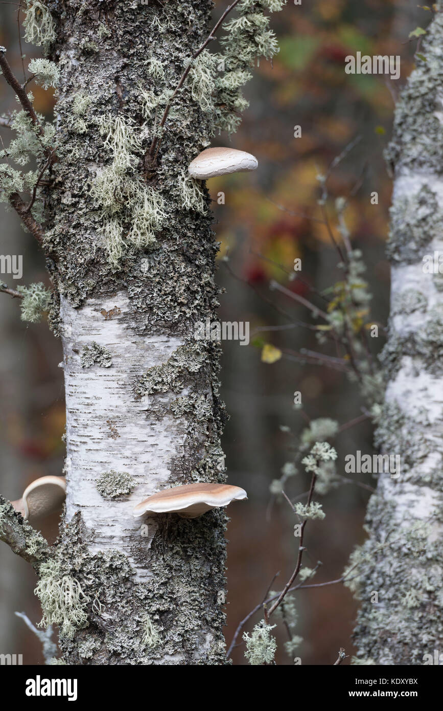 Lichen and Fungus Co-existing on a Silver Birch Trunk Stock Photo
