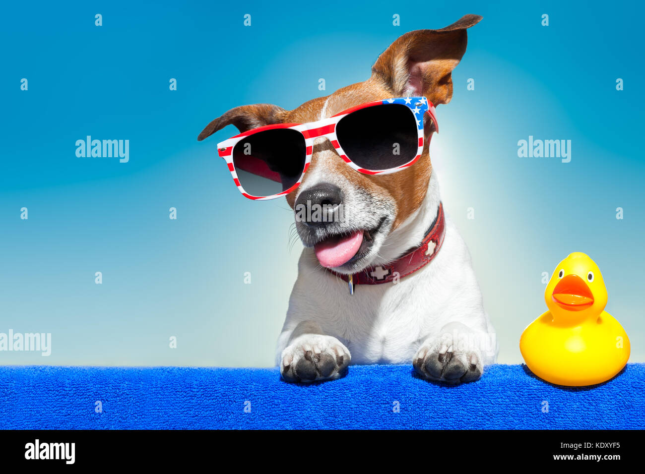 dog sunbathing on ab blue towel with a plastic duck and fancy