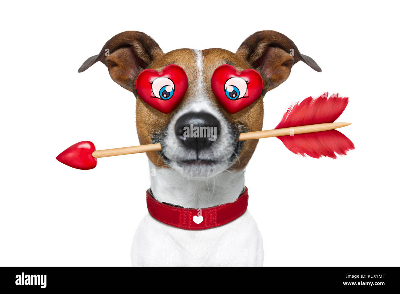 jack russell terrier emoticon or emoji dog funny silly and crazy in love with heart on eyes ,arrow in mouth, isolated on white background, for valenti Stock Photo