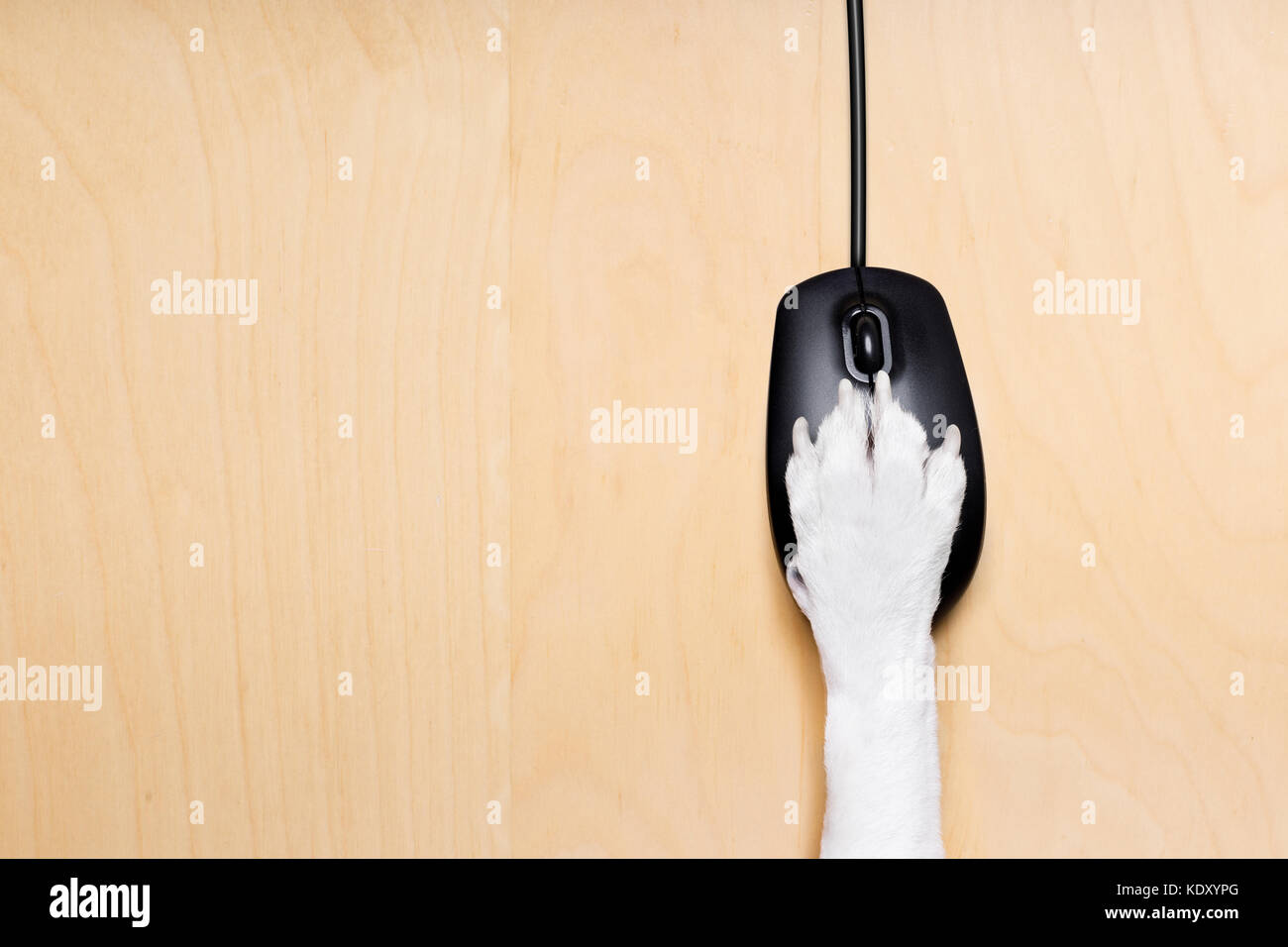 dog paw clicking on a pc computer mouse, searching , and looking online