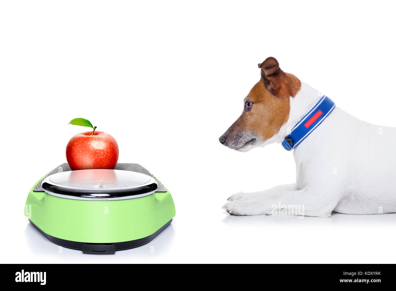 dog waiting to start eating  healthy apple, for diet,  isolated on white background Stock Photo