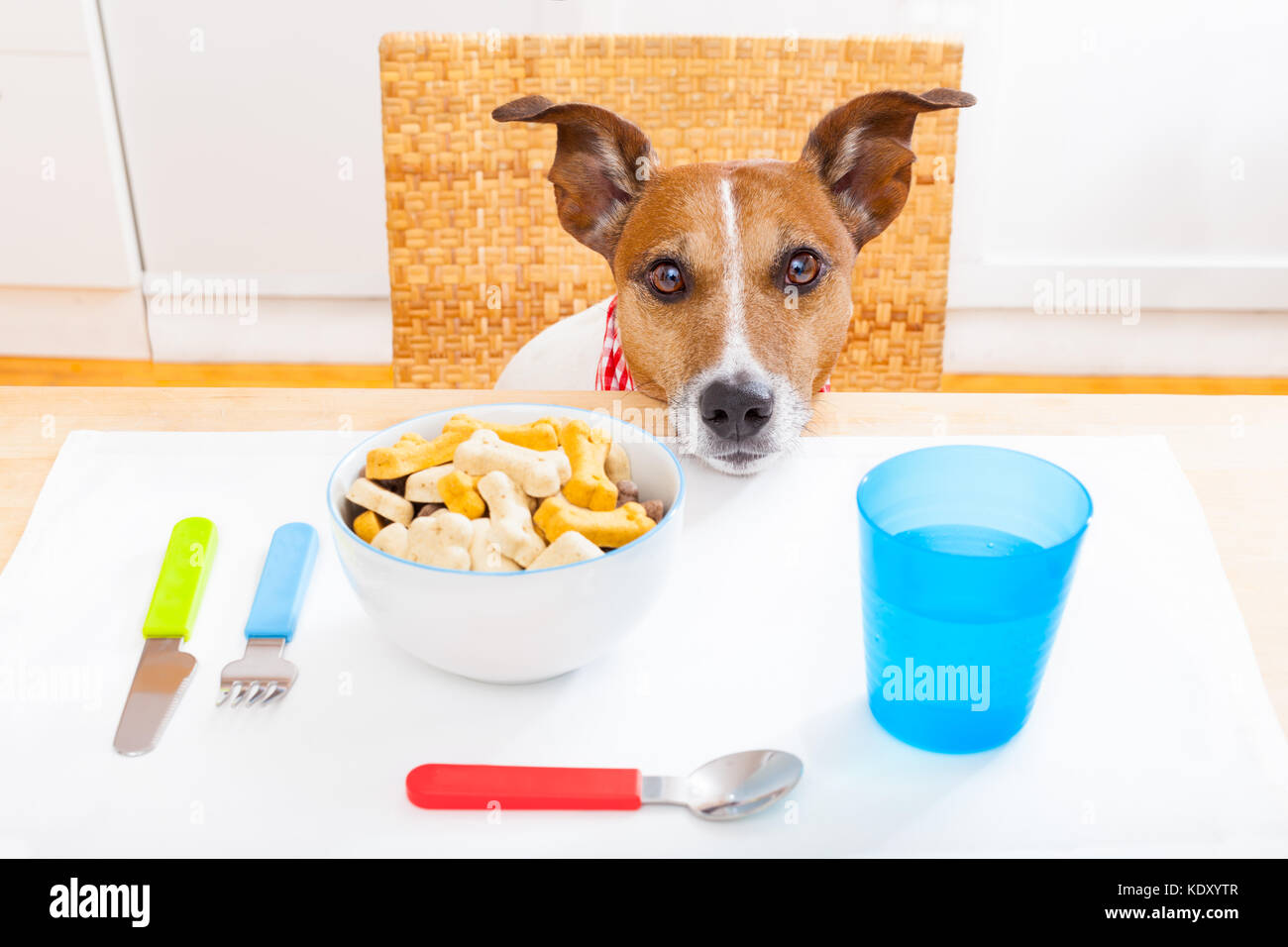jack russell dog sitting at table ready to eat a full food bowl as a