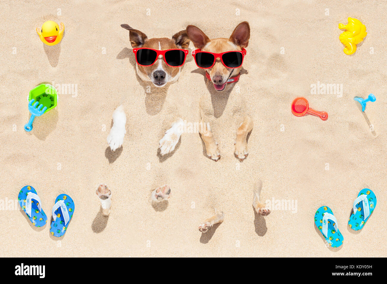 couple of two dogs buried in the sand at the beach on summer vacation