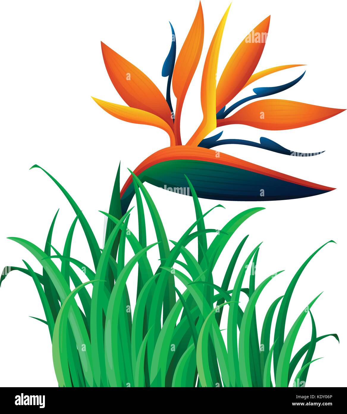 Bird of paradise flower in the bush illustration Stock Vector Image