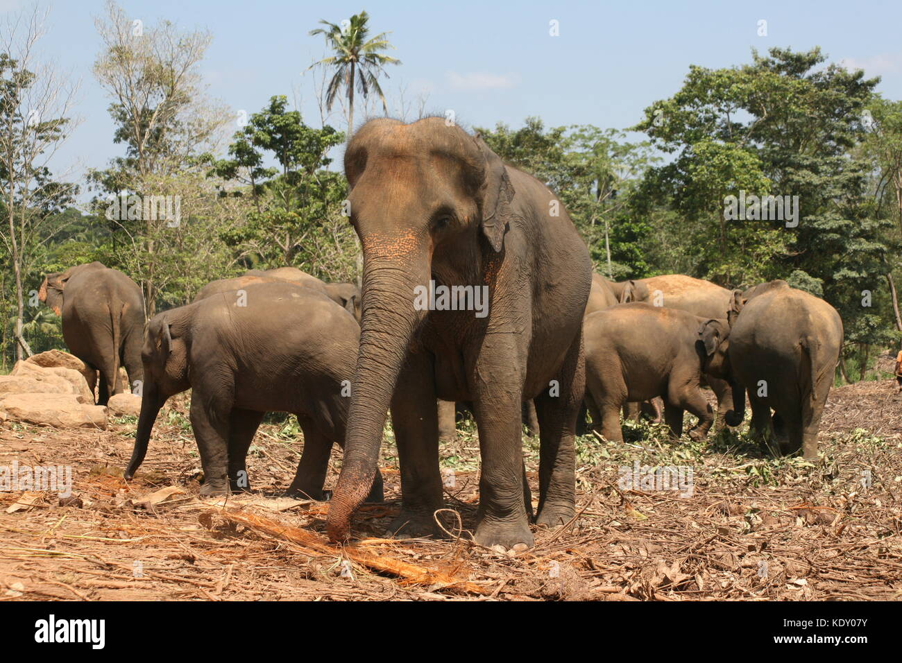 Elefanten Wausenhaus in pinnawella - sri lanka - Elefant Hostpital Stock Photo