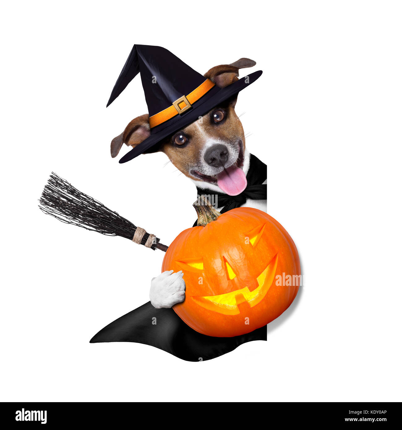 halloween witch dog holding a pumpkin behind a blank banner Stock Photo ...