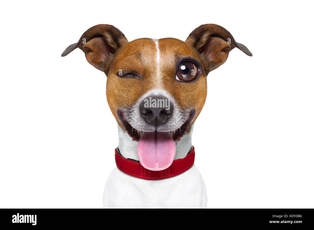 jack russell terrier emoticon or emoji dog funny silly crazy and dumb sticking out the tongue, isolated on white background Stock Photo