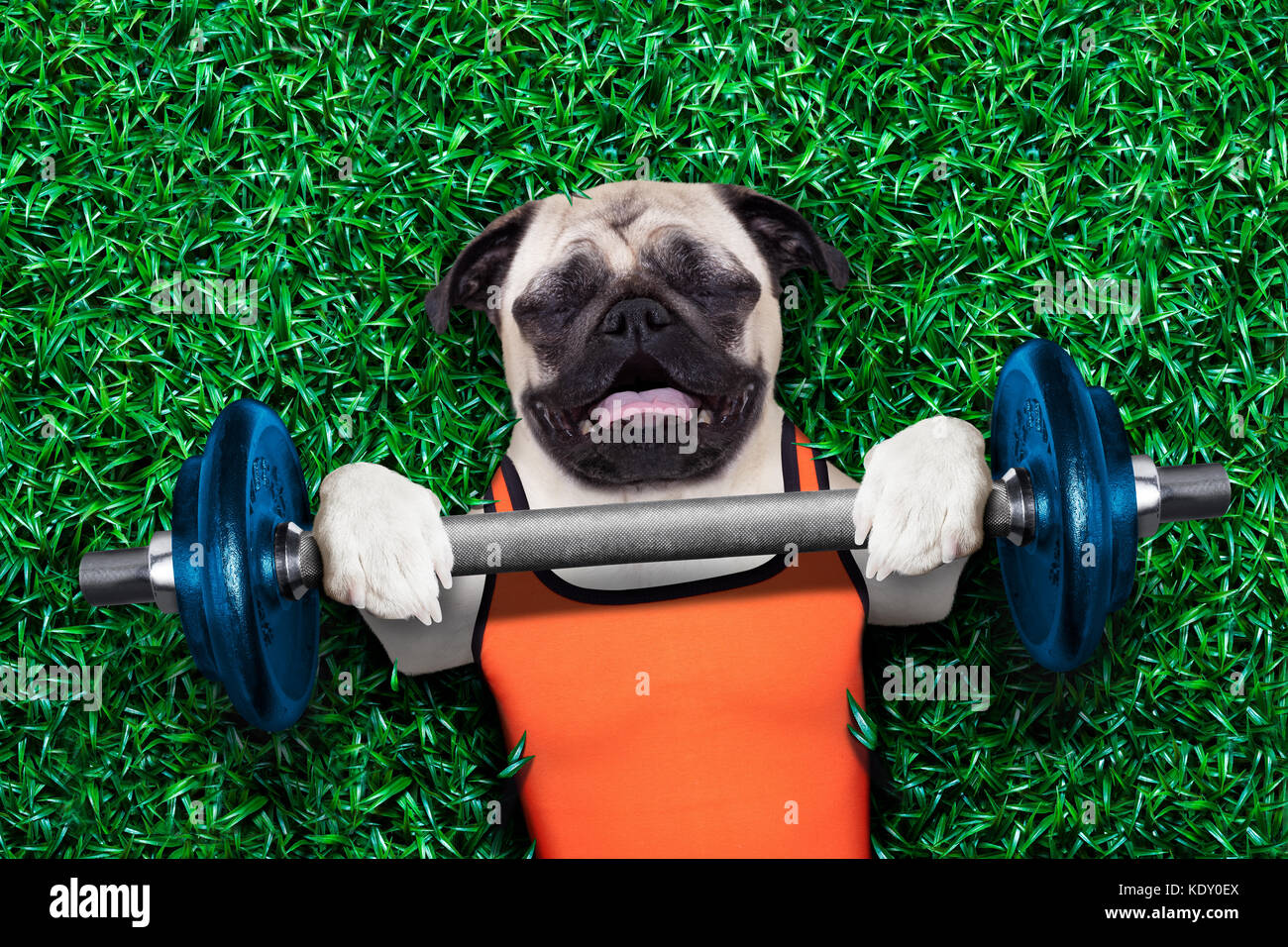 how much exercise does a pug need
