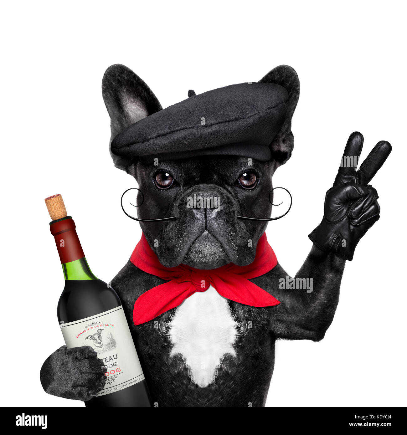 French bulldog top in beret