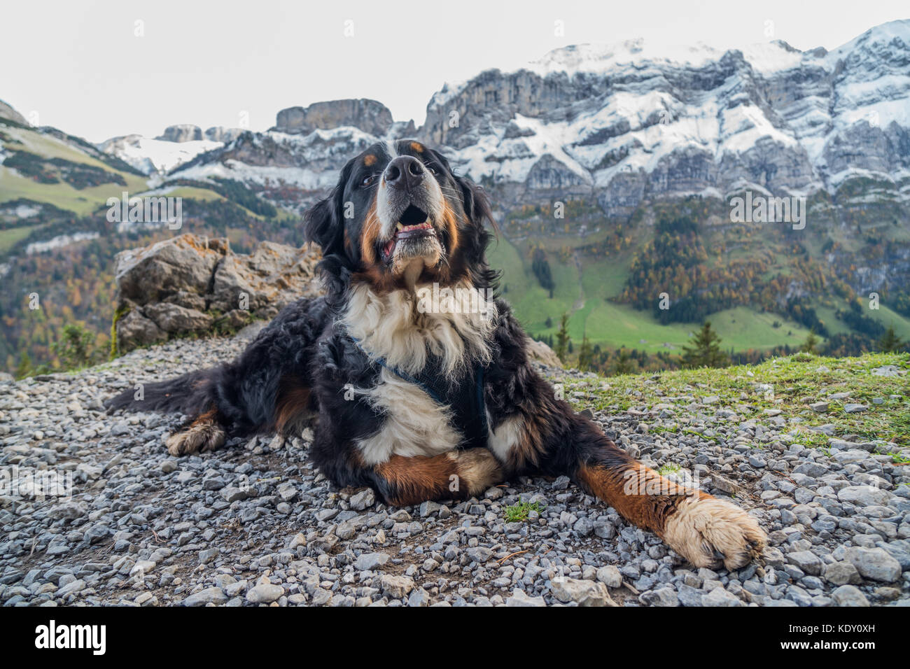 Bernese Mountain Dog in Switzerland Stock Photo