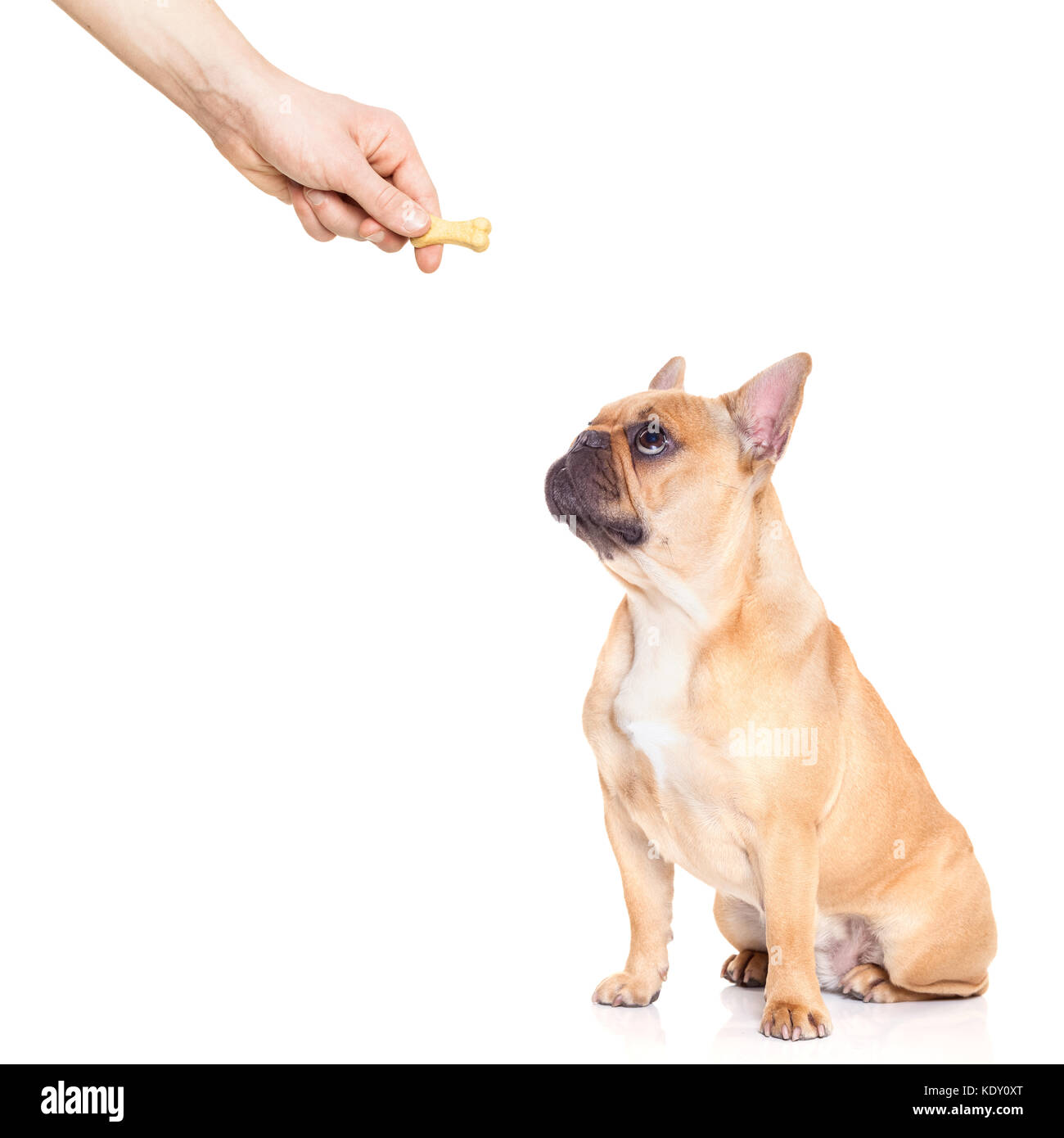 fawn bulldog dog getting a cookie as a treat for good behavior,isolated on white background Stock Photo