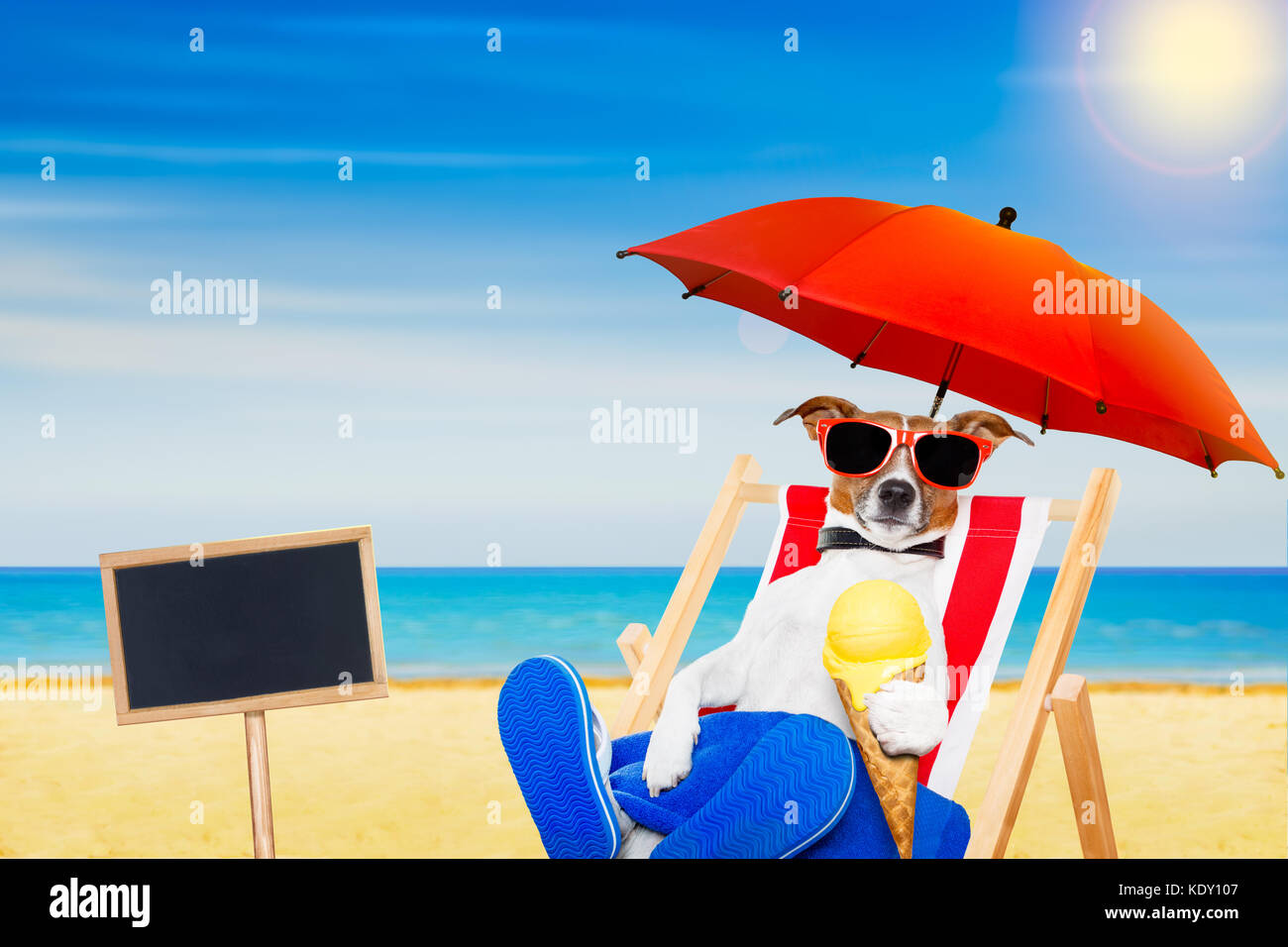 jack russell dog eating ice cream on a cone waffle on a beach chair or