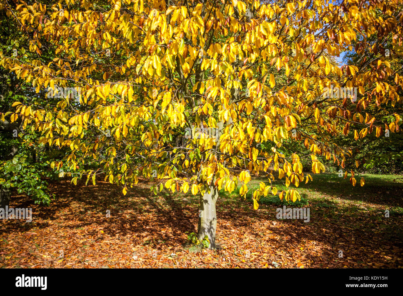 Japanese Blue Beech, Fagus japonica, Garden foliage autumn Sunny day Autumnal colours of yellowing foliage Season weather Yellowing Stock Photo