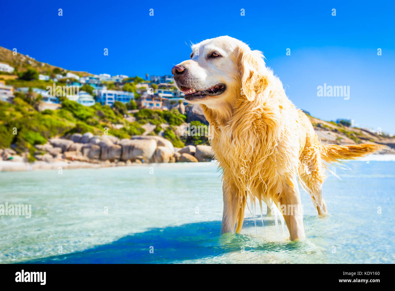Are Golden Retrievers Water Dogs