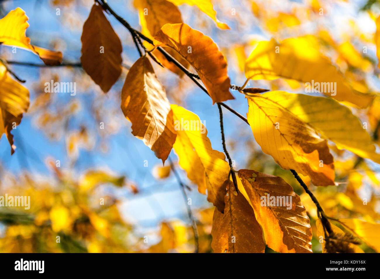 Japanese Blue Beech tree,  Fagus japonica, autumn foliage Leaves sunlight Season weather Beech autumn Stock Photo