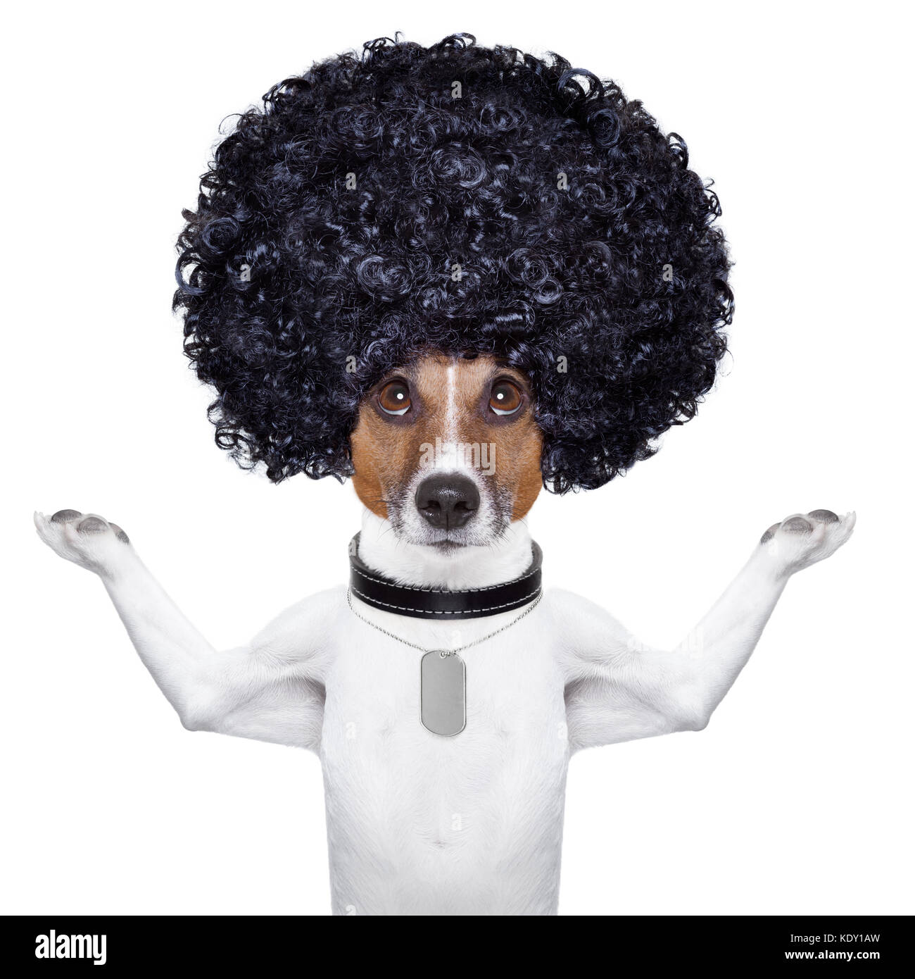 Big black curly haired dog online