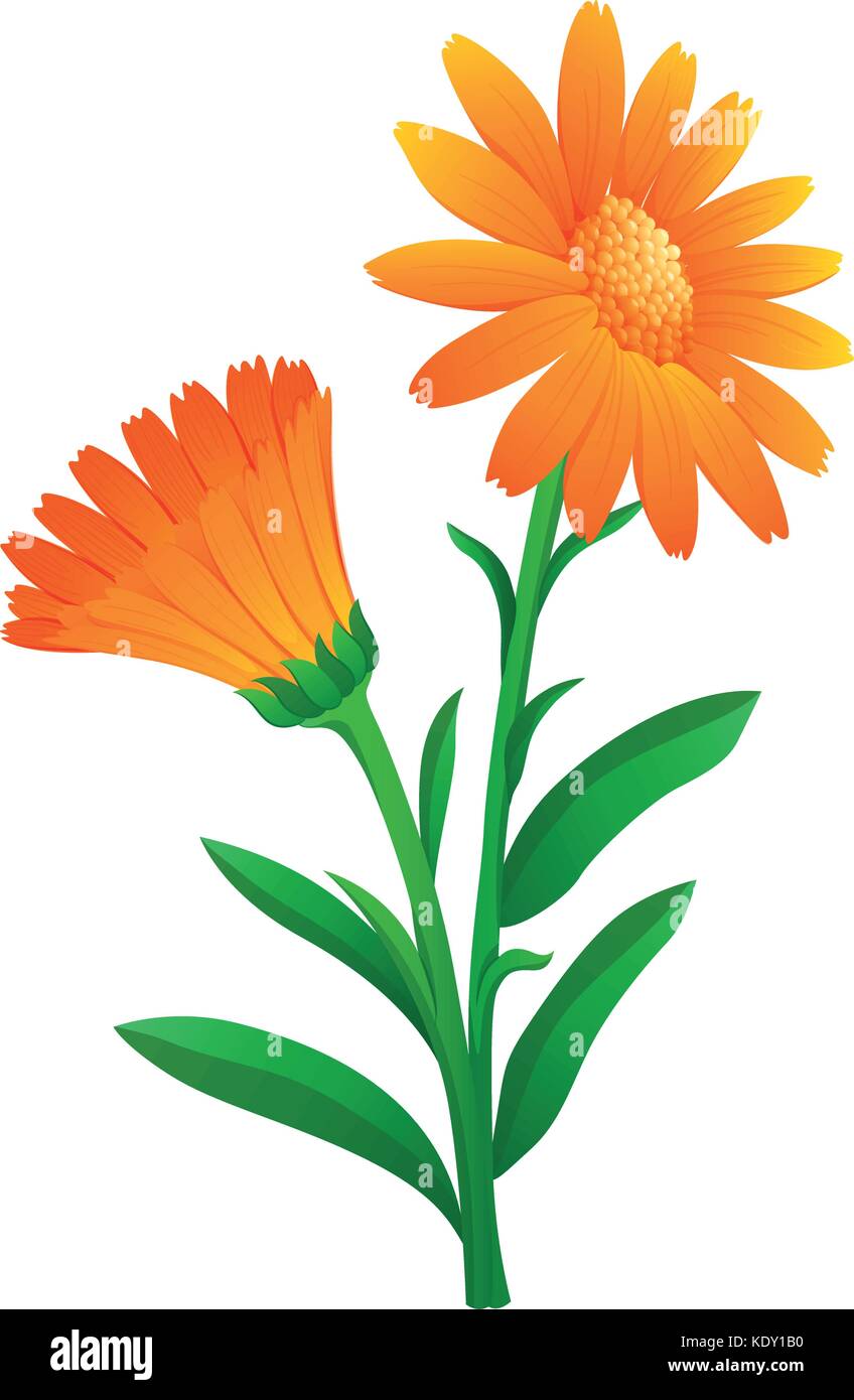 Calendula in orange color illustration Stock Vector Image & Art - Alamy