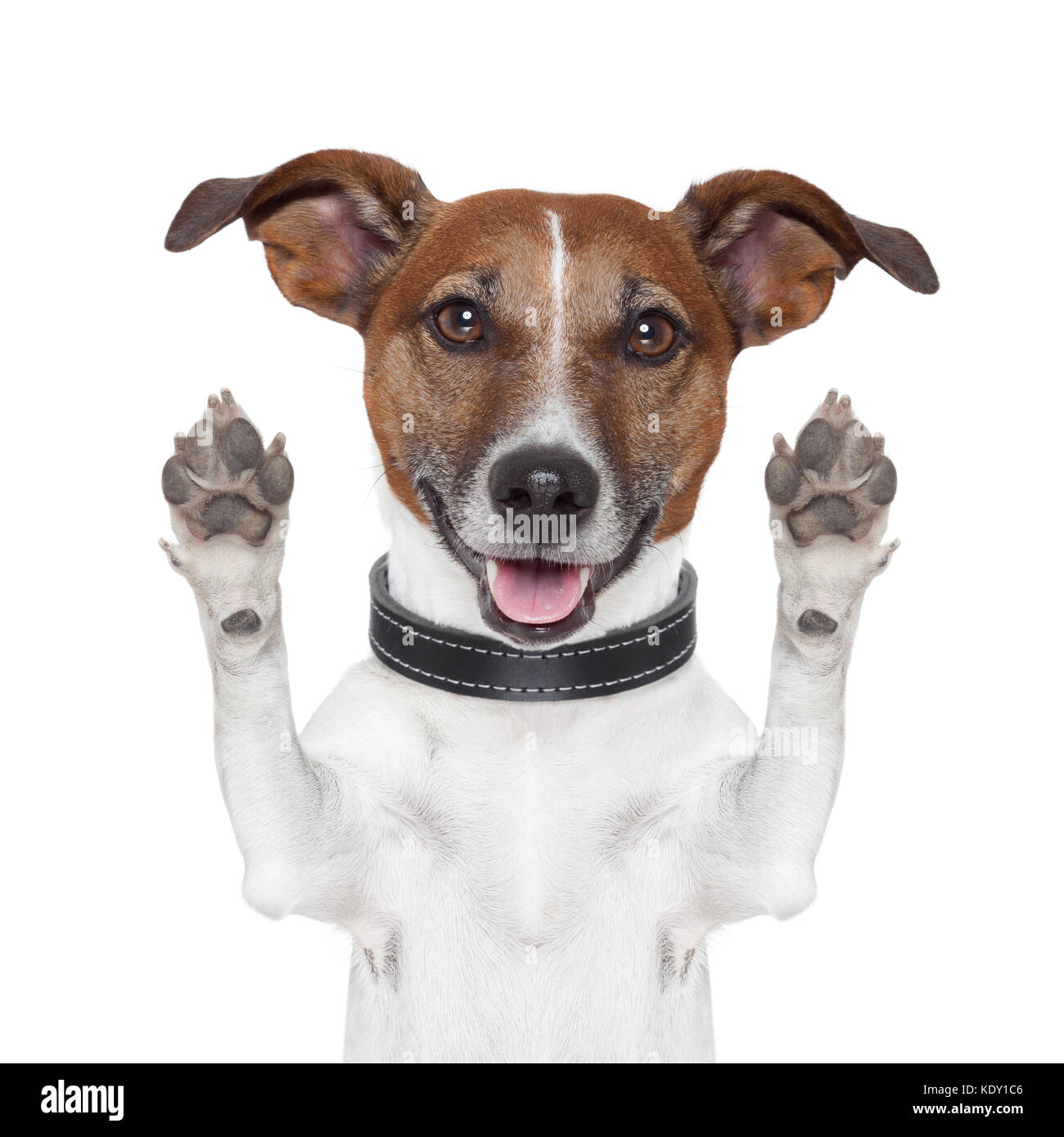 hello goodbye high five dog Stock Photo - Alamy