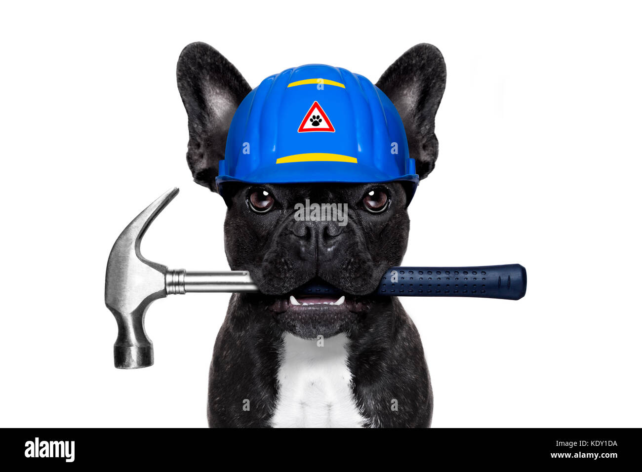 handyman dog worker with helmet and hammer in mouth, ready to repair, fix  everything at home, isolated on white background Stock Photo - Alamy