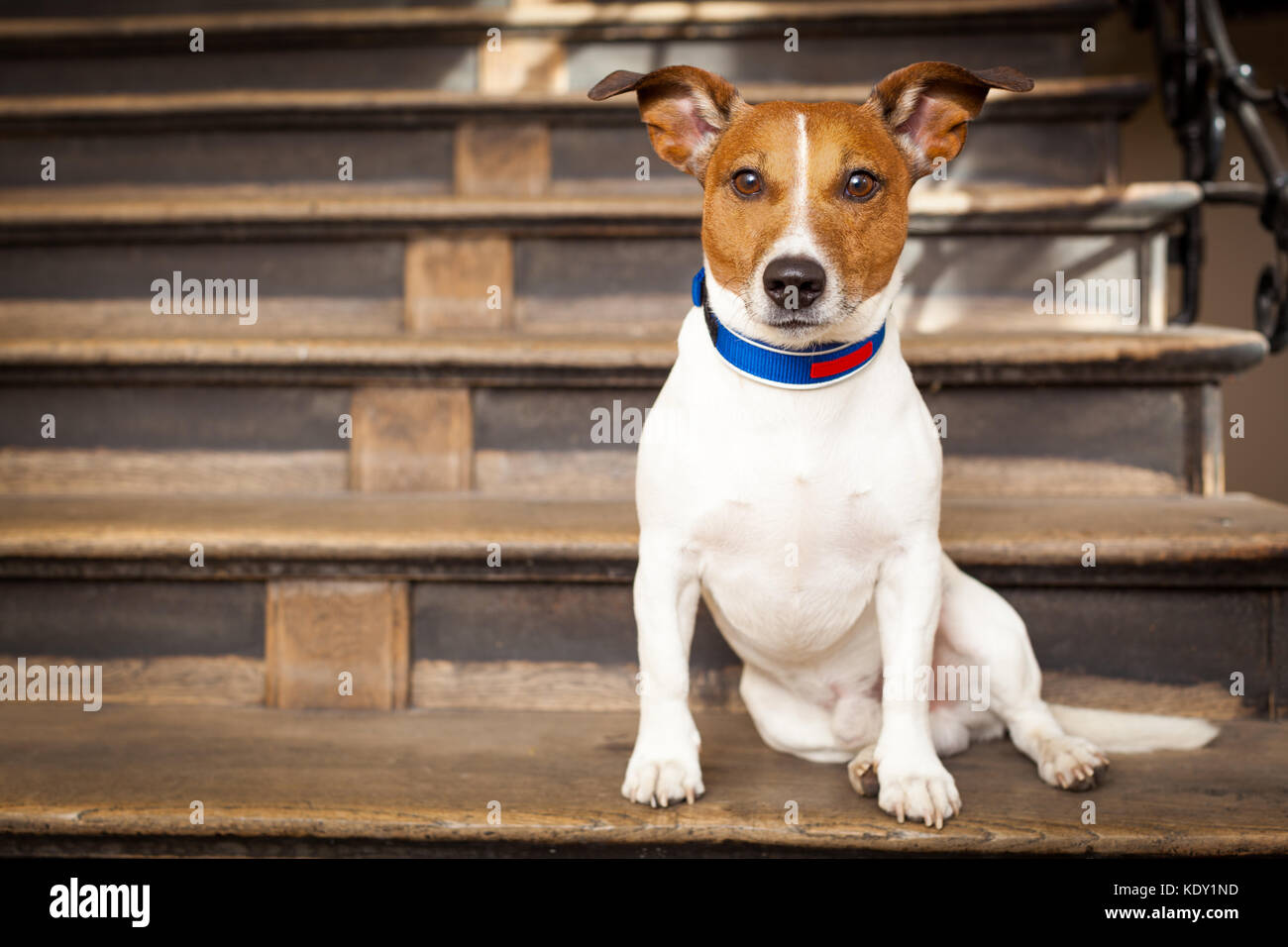 Jack Russell Terrier Dog Left Alone Outside Home On The Stairs Ready For A Walk With Owner Stock Photo Alamy