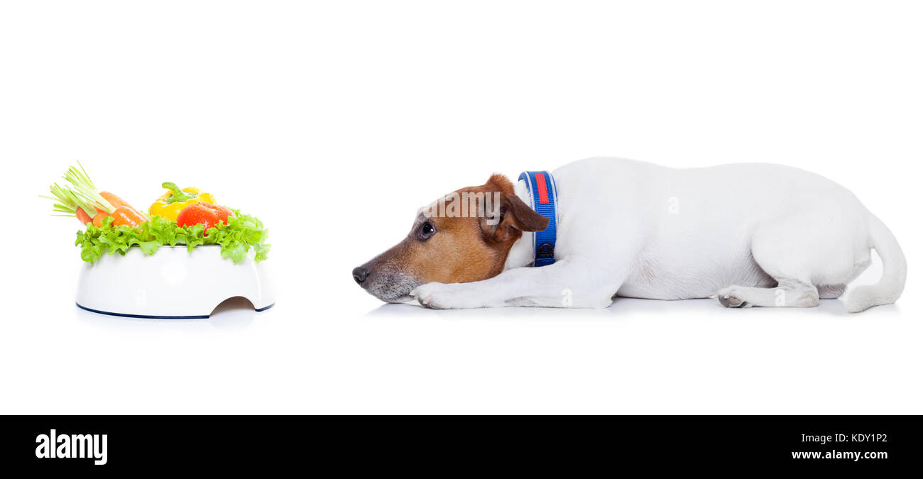 jack russell dog with healthy vegan food bowl, isolated on white
