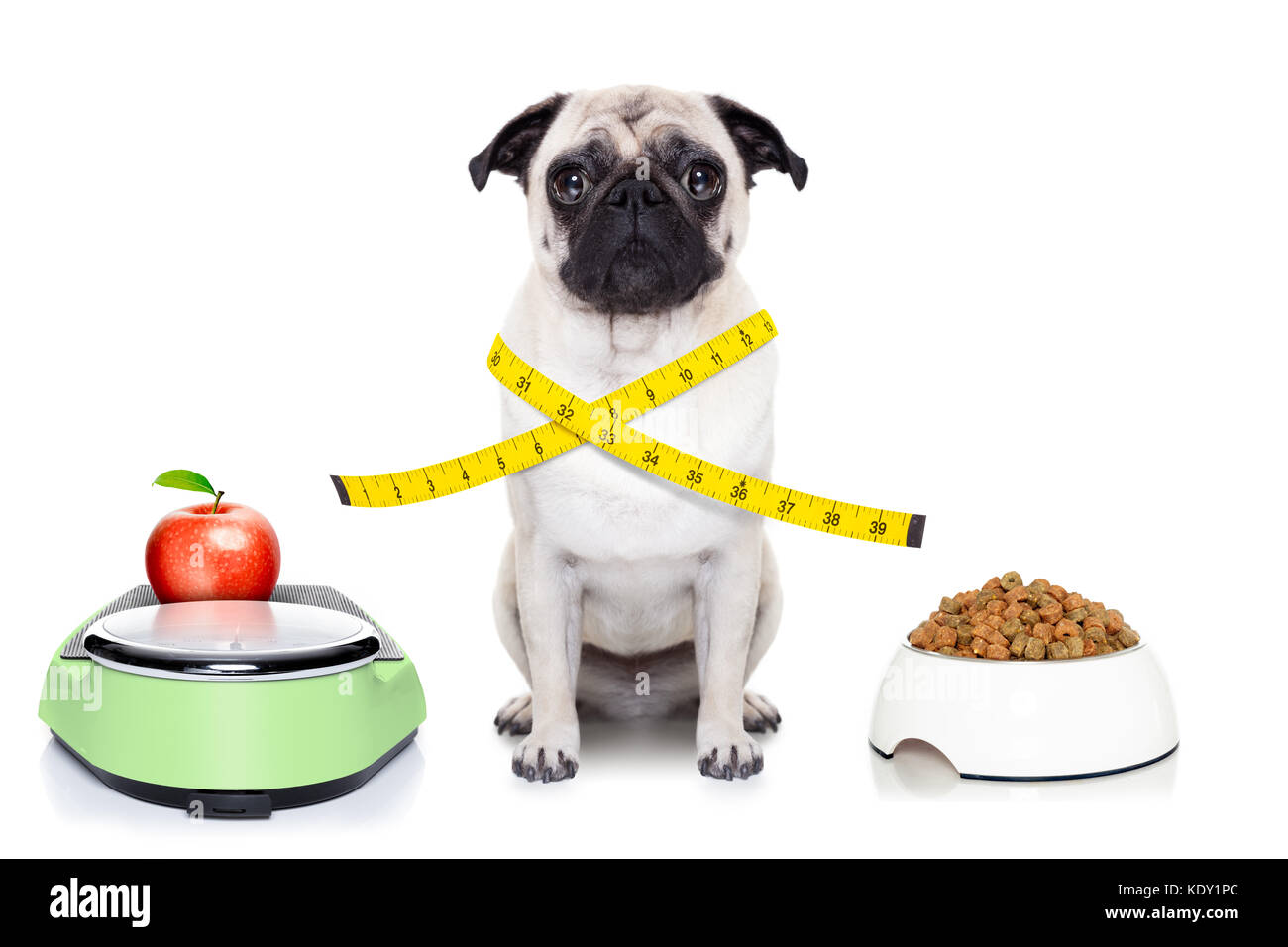 https://c8.alamy.com/comp/KDY1PC/healthy-pug-dog-beside-a-scale-bowl-and-measuring-tape-around-waist-KDY1PC.jpg