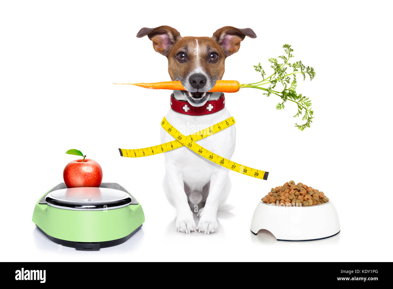 https://c8.alamy.com/comp/KDY1PG/healthy-dog-on-scale-with-carrot-and-measuring-tape-around-waist-isolated-KDY1PG.jpg