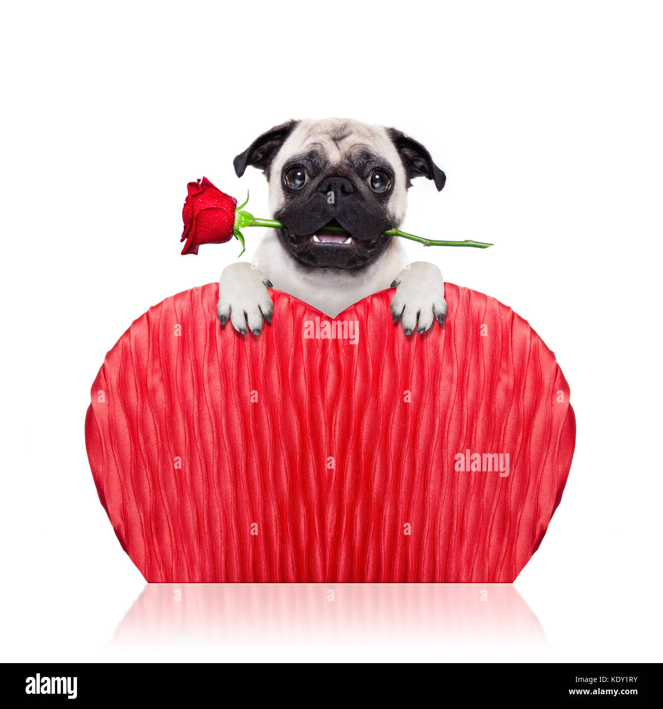 valentines pug dog holding a red rose with mouth ,isolated on white ...