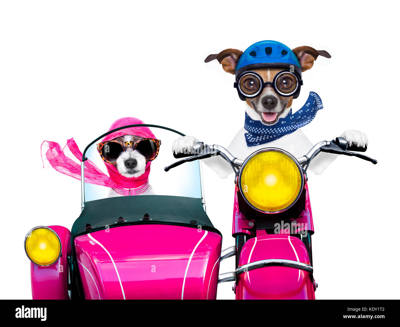 couple of just married jack russell dogs driving a funny motorbike vespa  for vacation holidays and honeymoon, isolated on white background Stock  Photo - Alamy