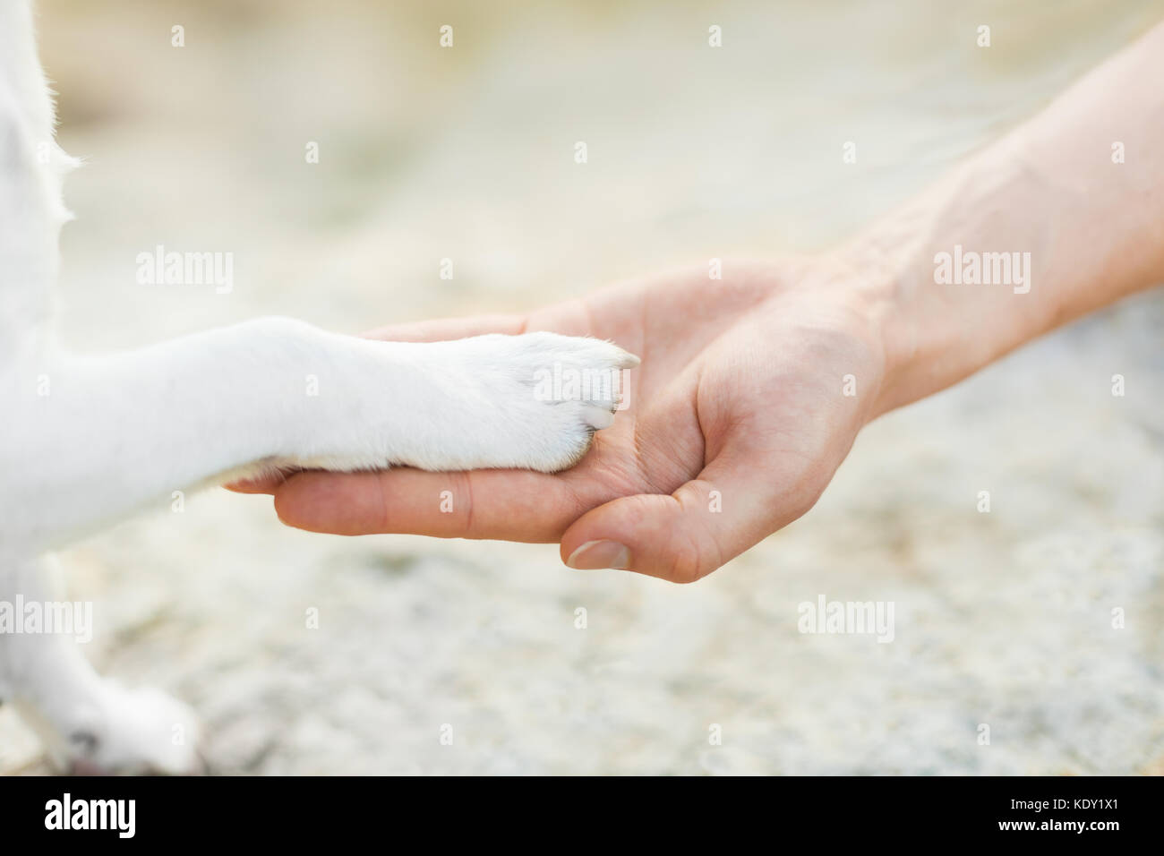 dog with paw high five and hand of owner Stock Photo - Alamy