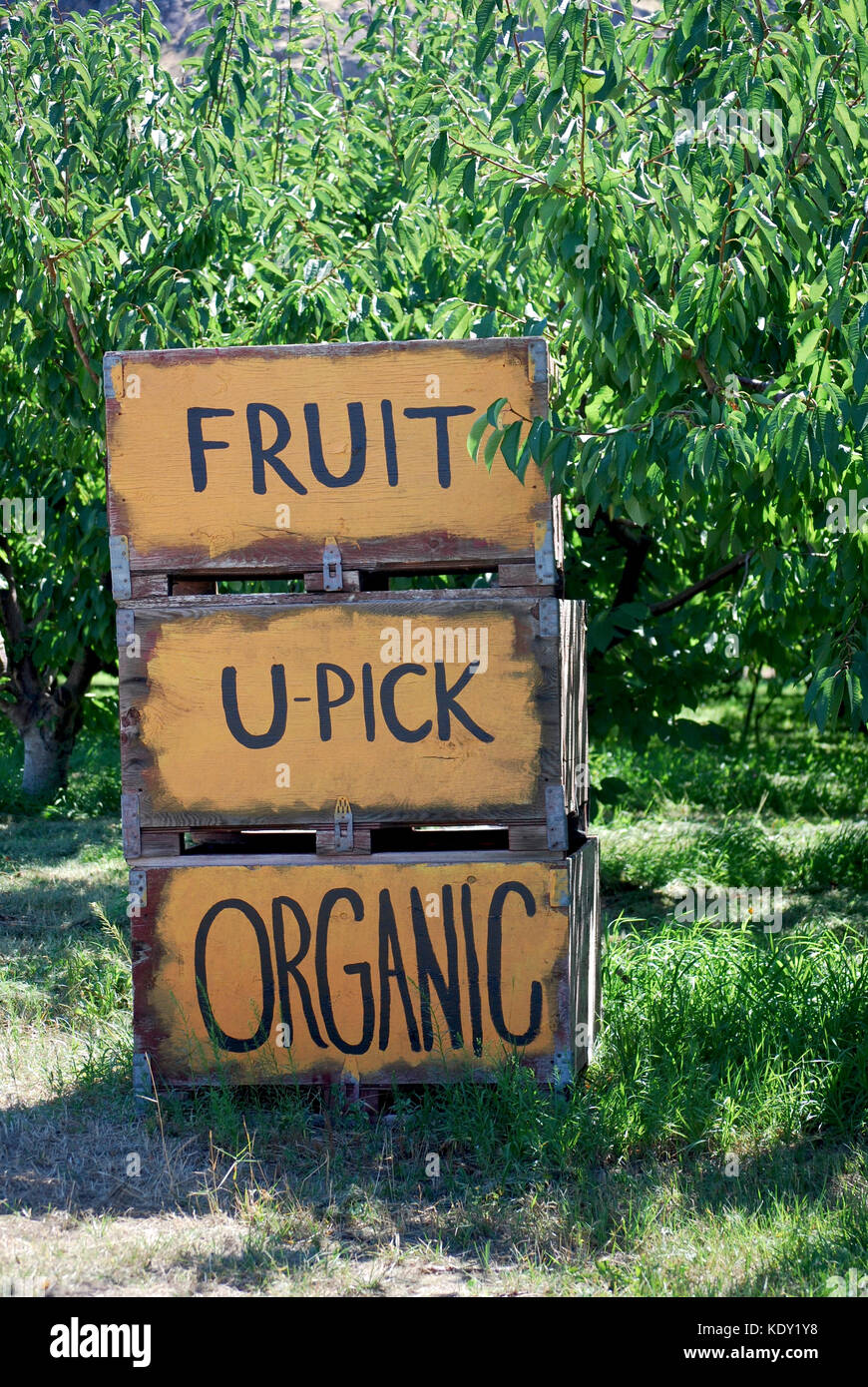U Pick fruit Orchards signs - Eastern Washington State, USA Stock Photo