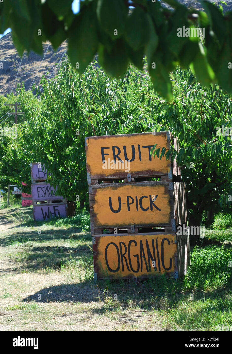 U Pick fruit Orchards signs - Eastern Washington State, USA Stock Photo