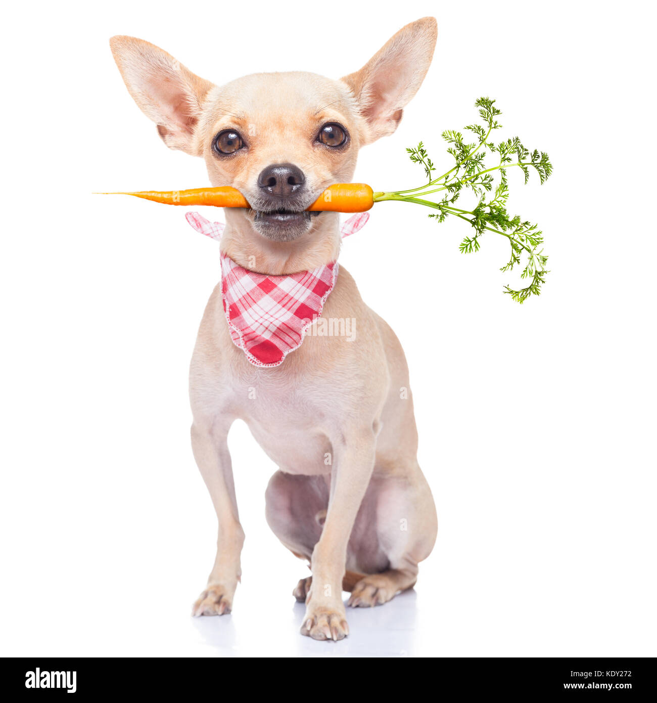 chihuahua dog eating healthy with a carrot in mouth , isolated on white background Stock Photo