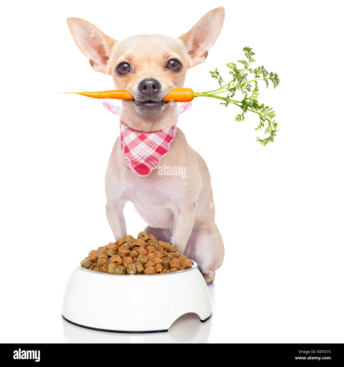 chihuahua dog eating healthy with a carrot in mouth , isolated on white background Stock Photo